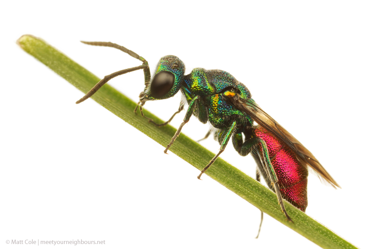 MYN Ruby-Tailed Wasp 2